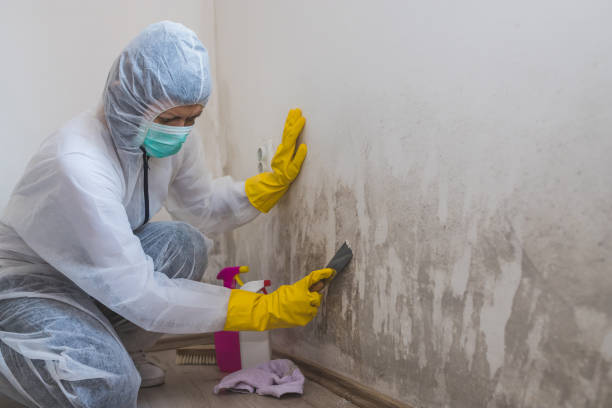 Best Industrial Mold Remediation  in Euless, TX