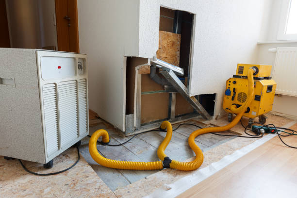 Professional Mold Removal in Euless, TX