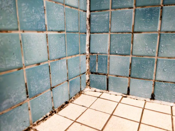 Best Real Estate Mold Inspection  in Euless, TX